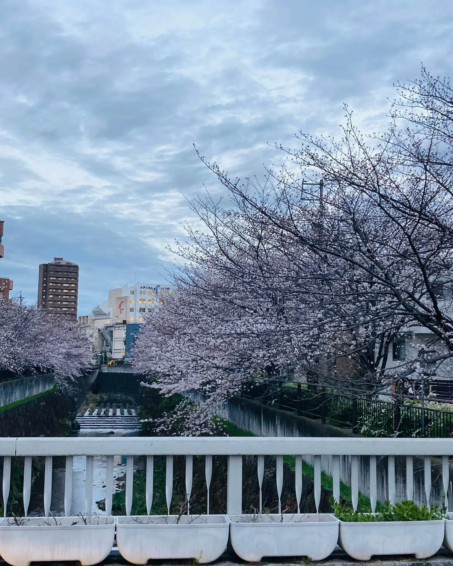 山崎川の桜🌸