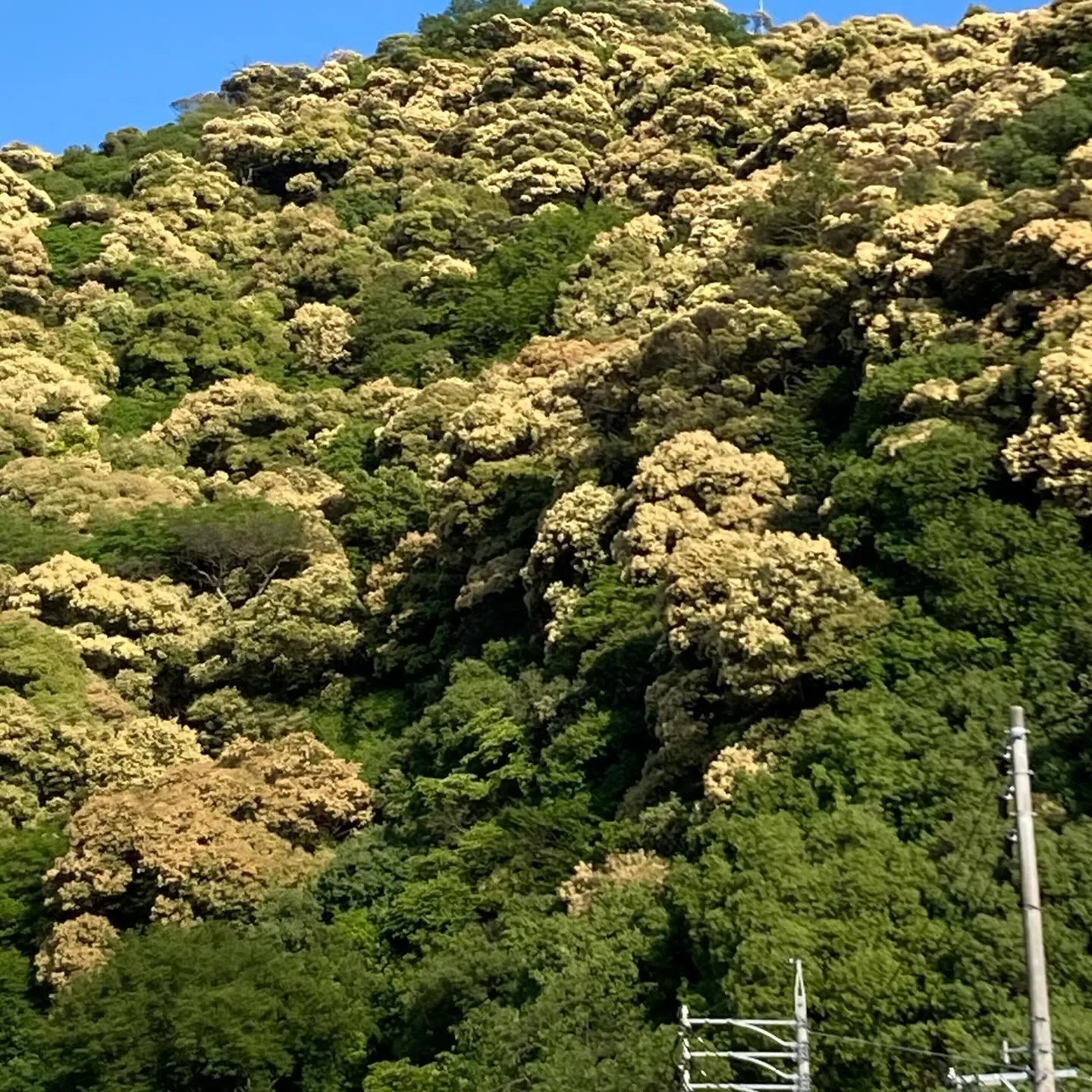 金色の花が咲く山〜金華山