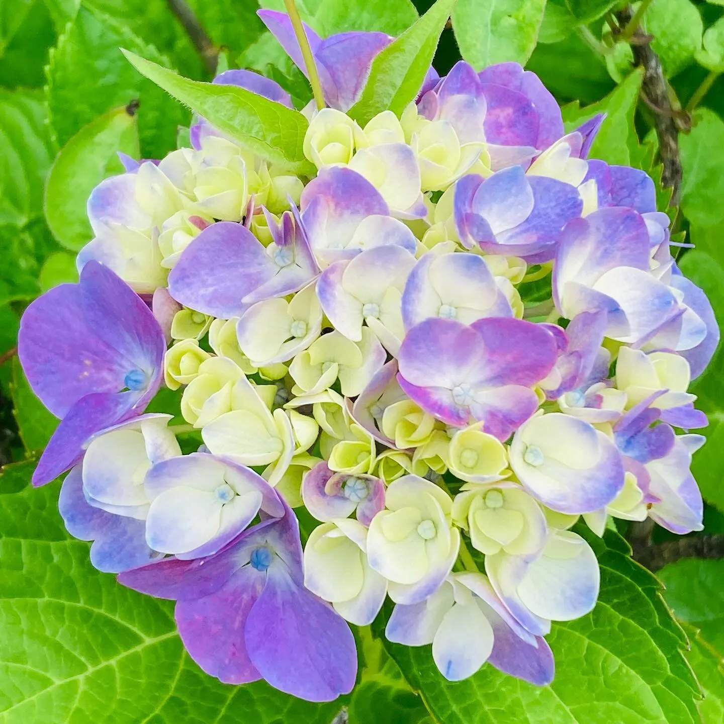 紫陽花がきれいです😊